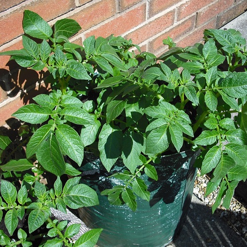 Rocket Potato Grow Kit